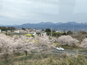 信越の桜